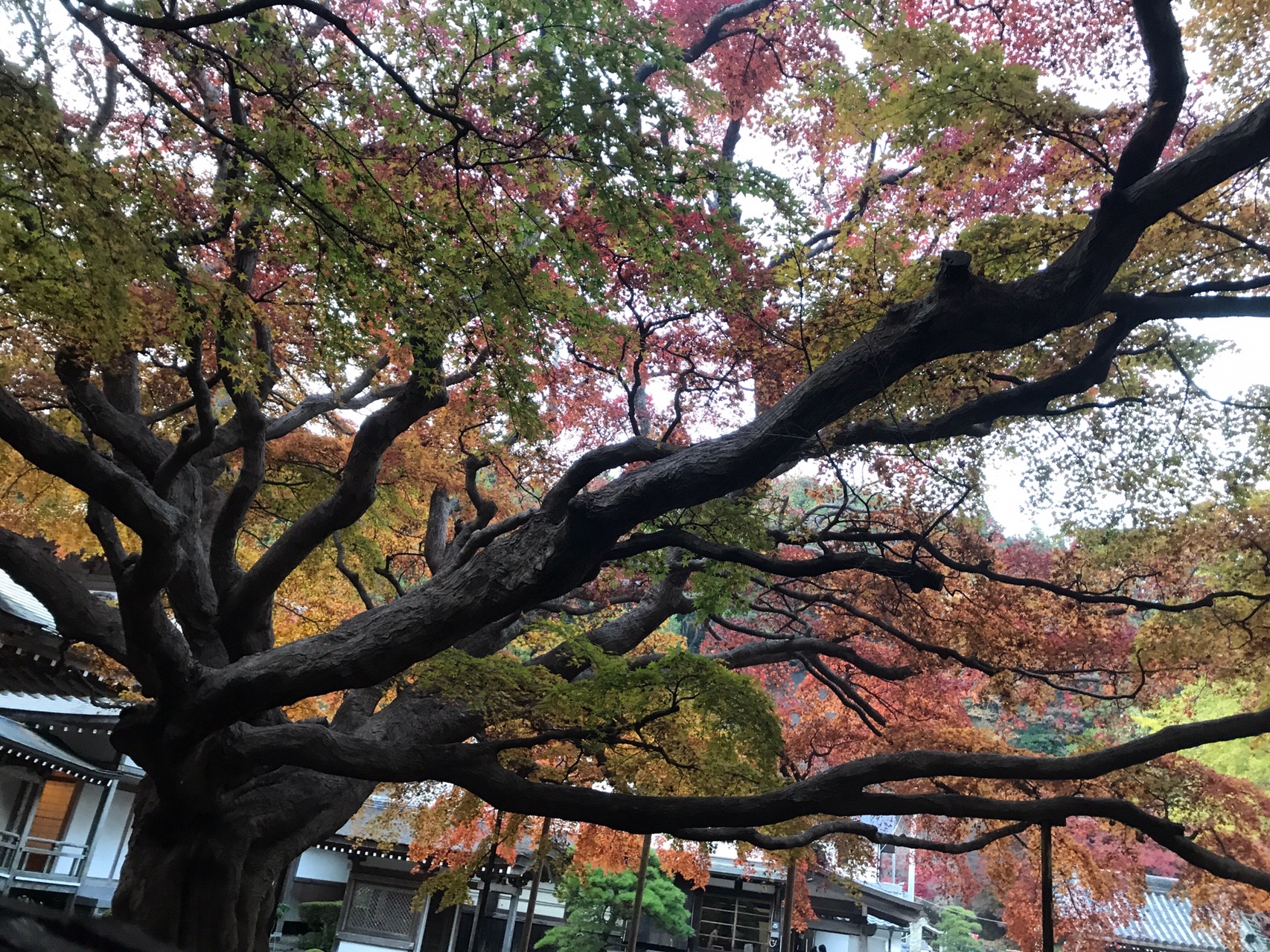 千如寺の大紅葉 雷山 冨士山 井原山 岡ちゃんさんの雷山 井原山の活動日記 Yamap ヤマップ