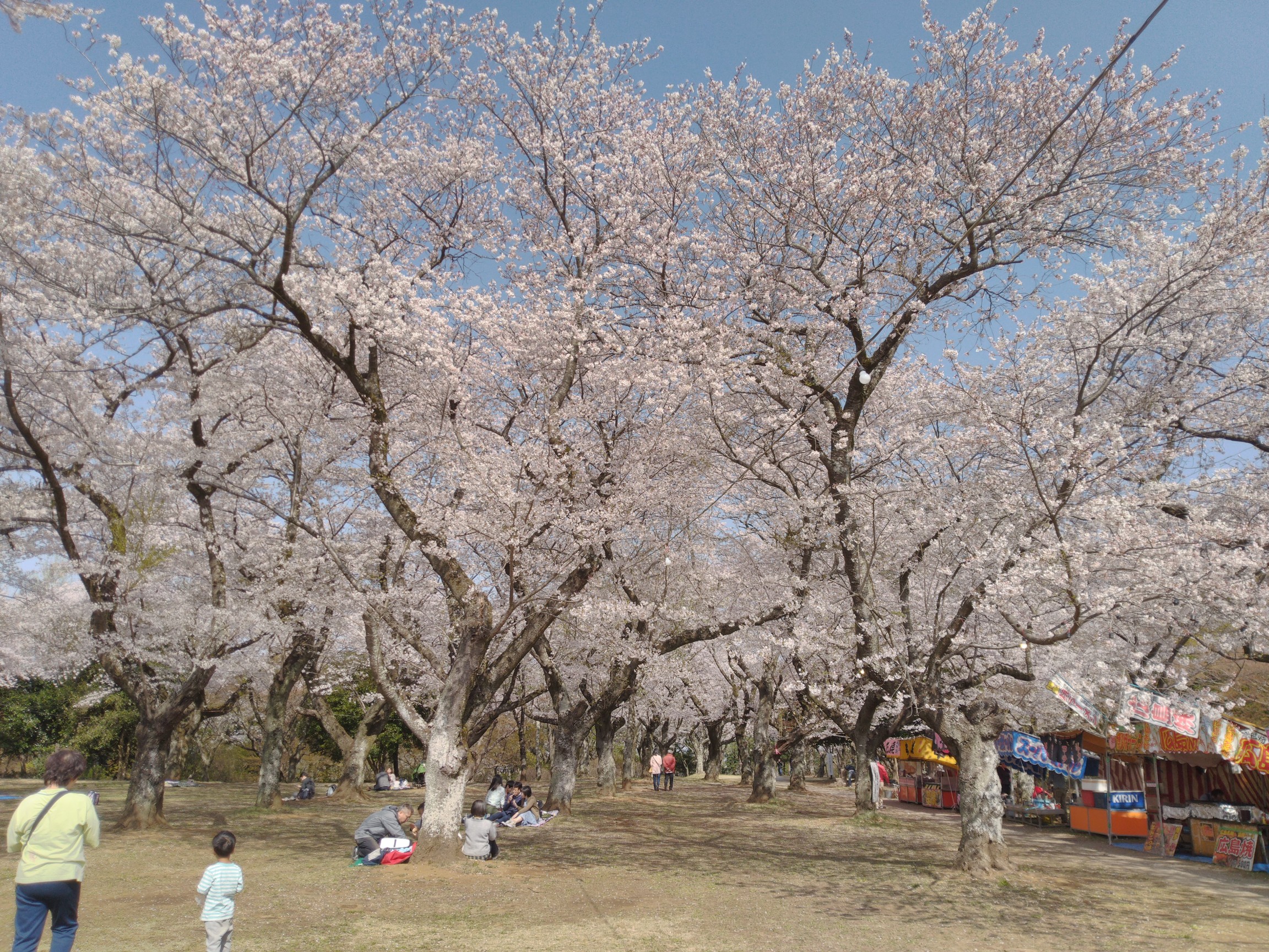 あけぼの山公園 チョラさんの柏市の活動日記 Yamap ヤマップ