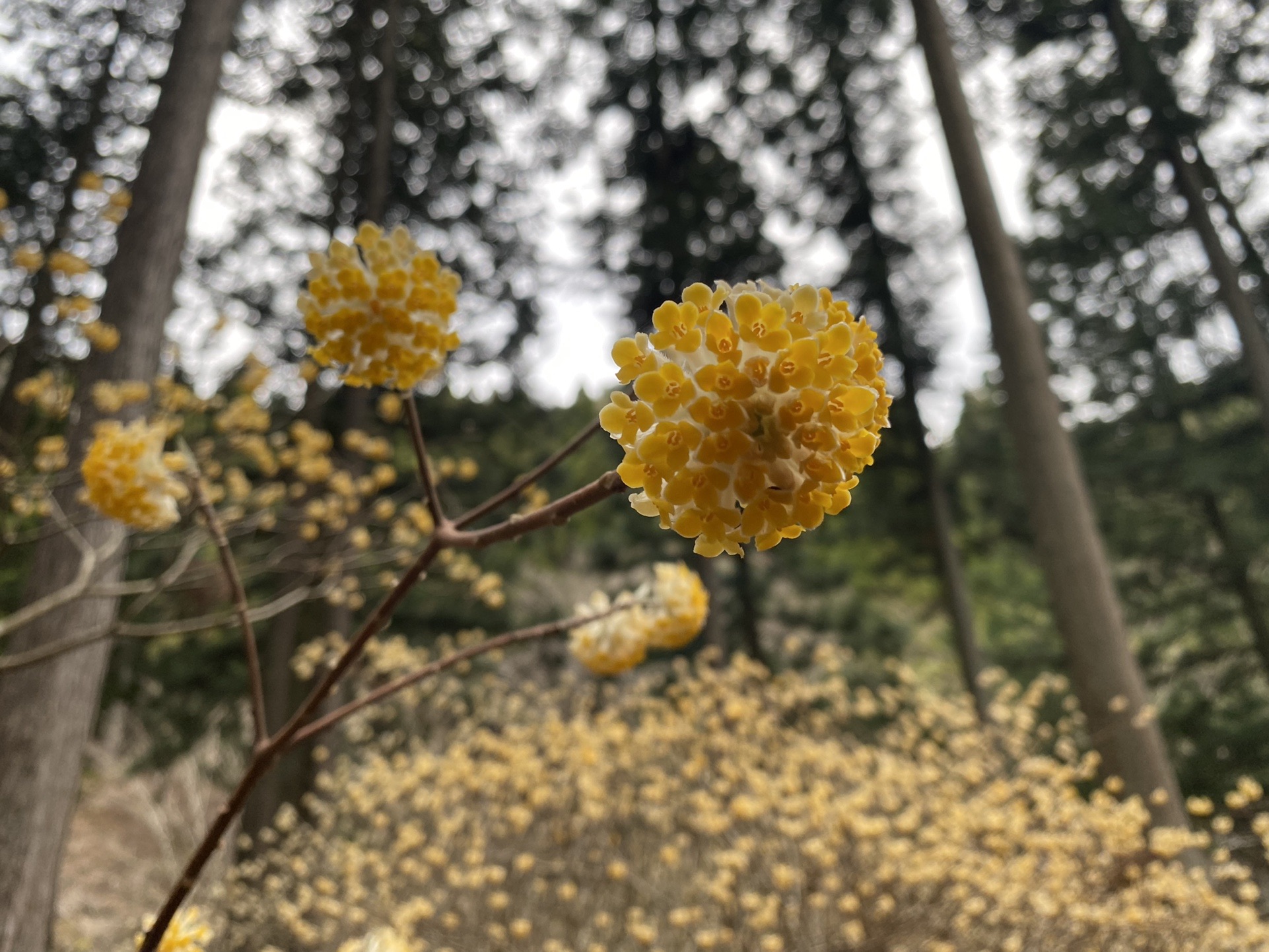 ミツマタの甘い香り漂う東丹沢へ 鐘ヶ嶽 不動尻 Hanaさんの大山の活動日記 Yamap ヤマップ