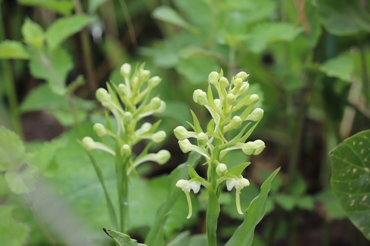また平尾台を歩きました うさぎさんの平尾台 貫山 水晶山の活動データ Yamap ヤマップ