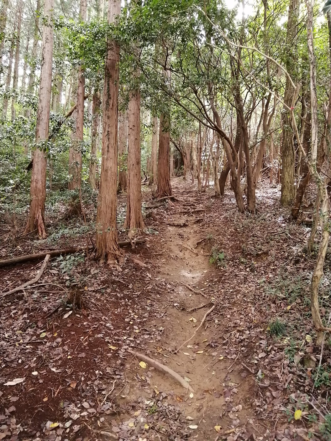 里山トレッキング、桑谷山・遠望峰山・聖山 / レオナ11さんの遠望峰山 