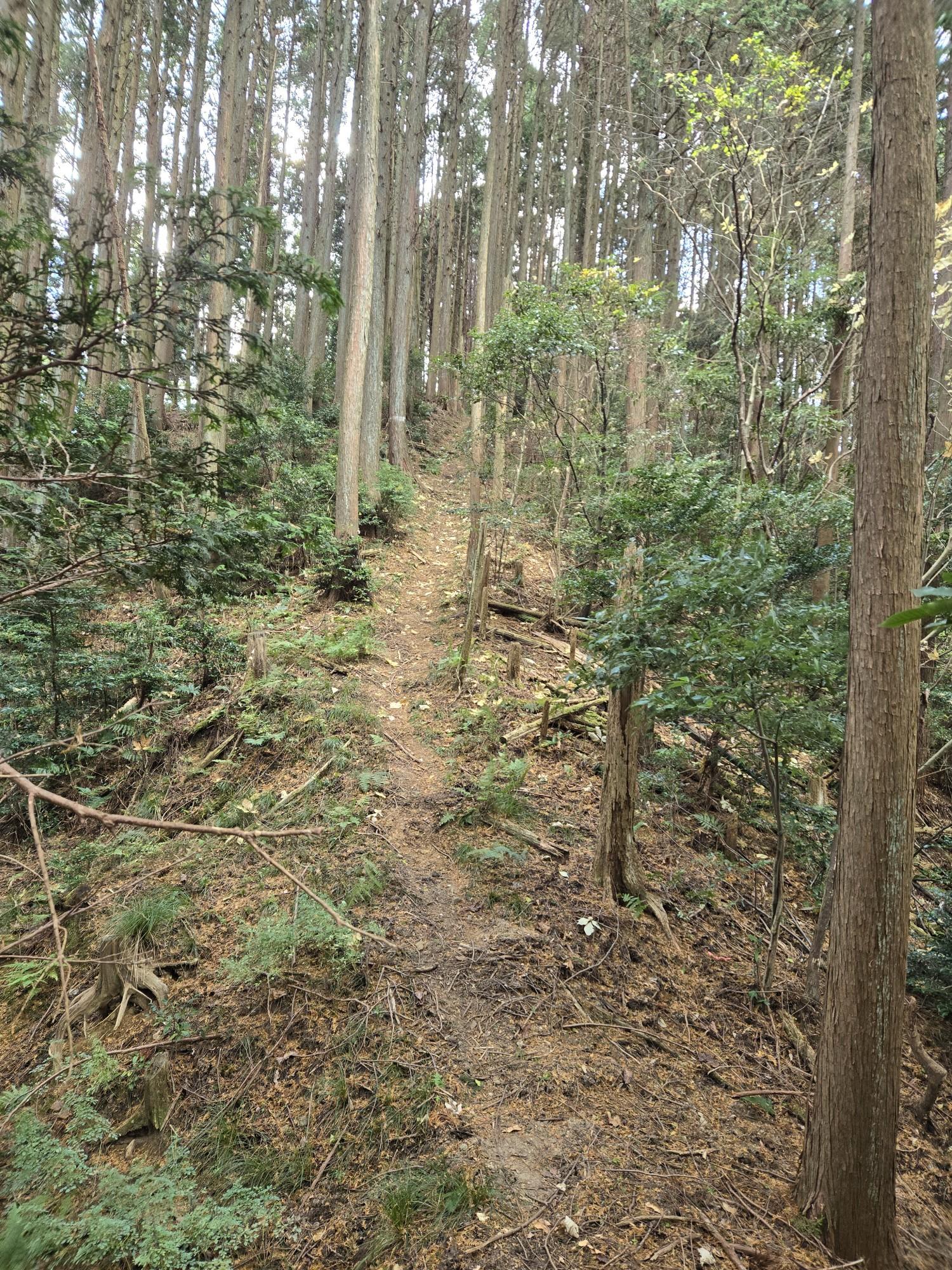 三輪山・巻向山・龍王山 登りです❗。
