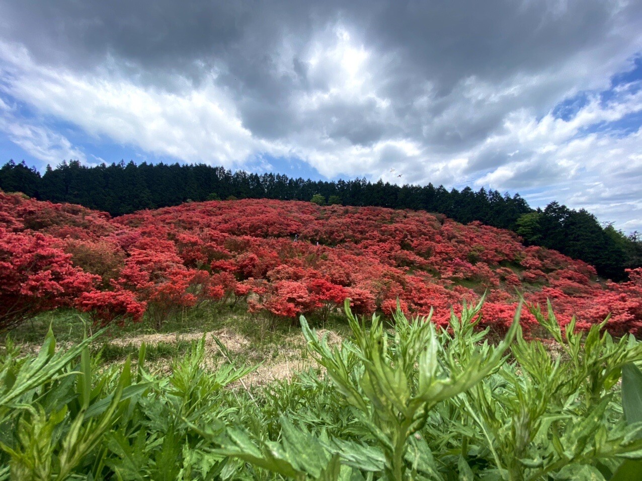 葛城山