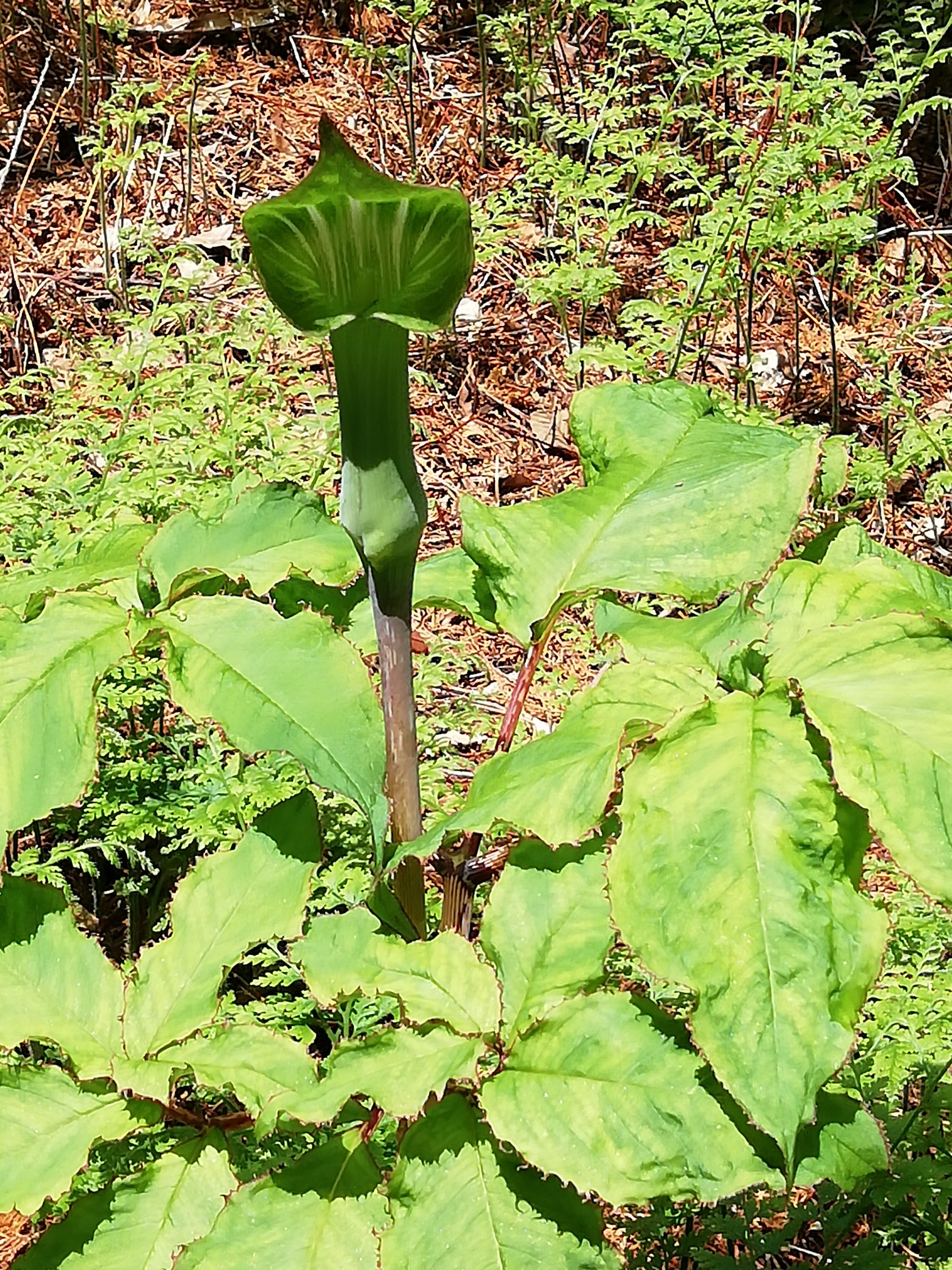 東山 サラサドウダンを見に ケイさんの東山 兵庫県宍粟市 の活動日記 Yamap ヤマップ