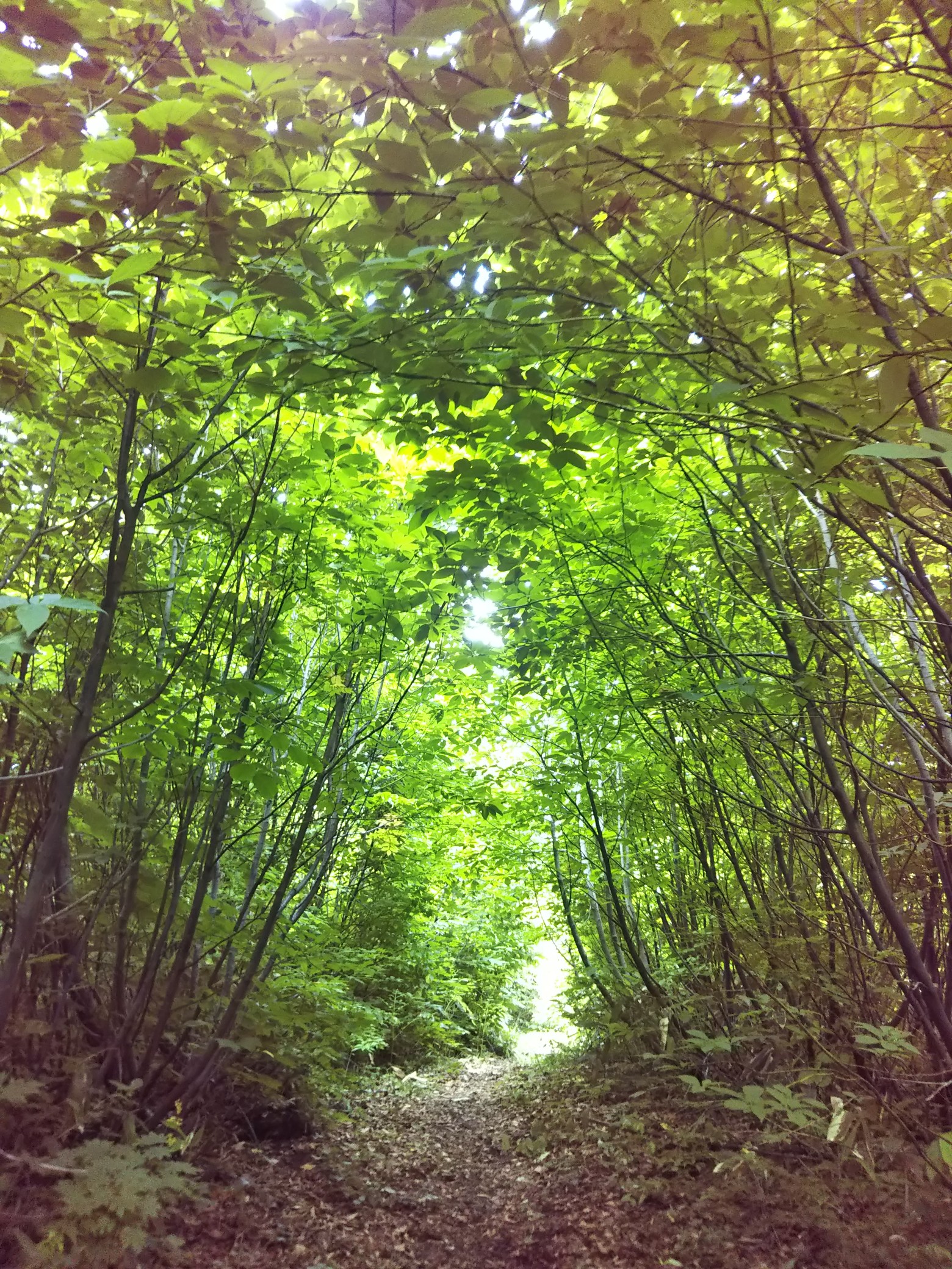 摩耶山 ぬのさんの摩耶山 山形県鶴岡市 の活動データ Yamap ヤマップ