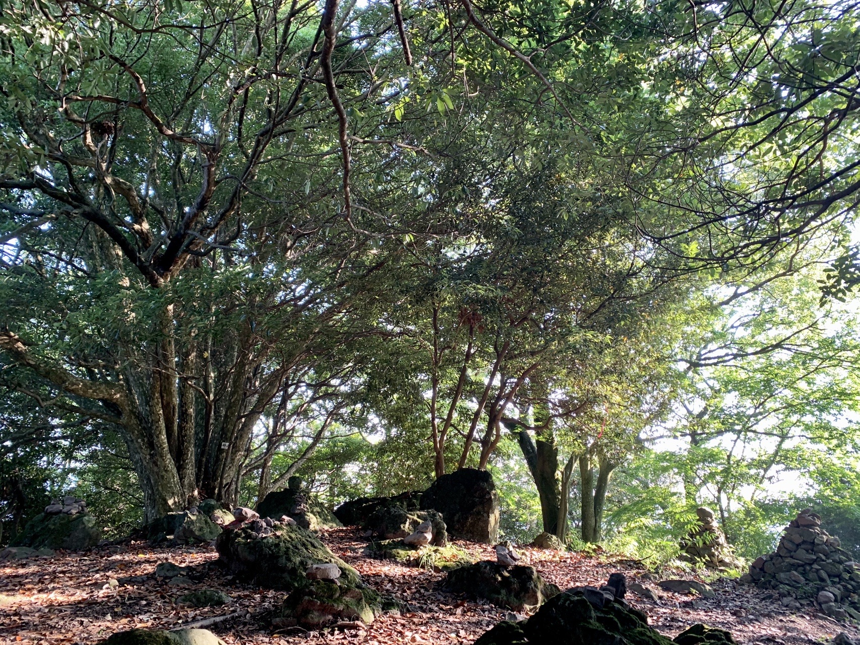 やっぱりネコが好き ネコ城 810 Jimihendrixさんの大高見峰 猫山 城山の活動データ Yamap ヤマップ