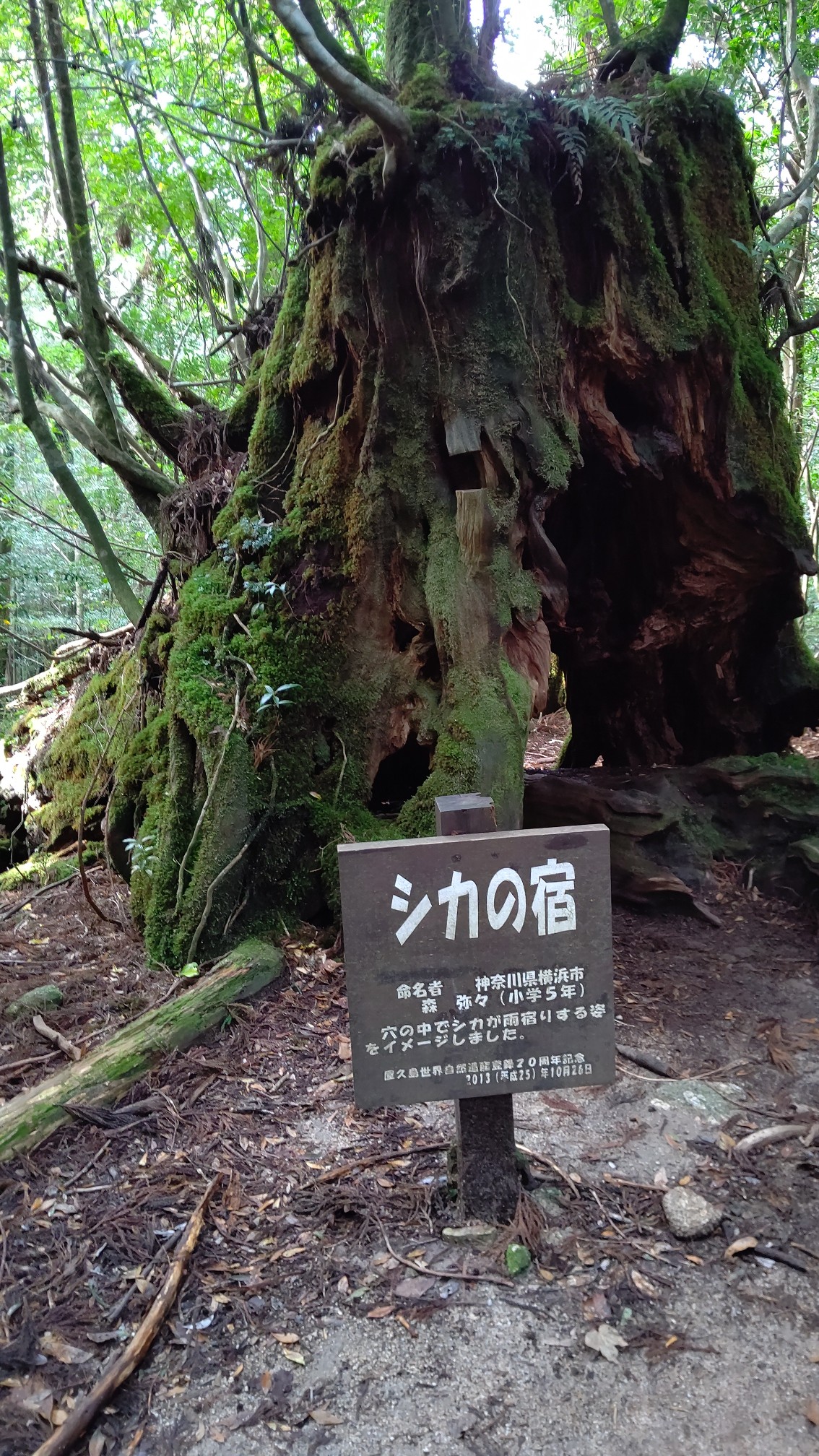 屋久島 宮之浦岳 2020 11 21 馬しゃんさんの屋久島 宮之浦岳の活動データ Yamap ヤマップ
