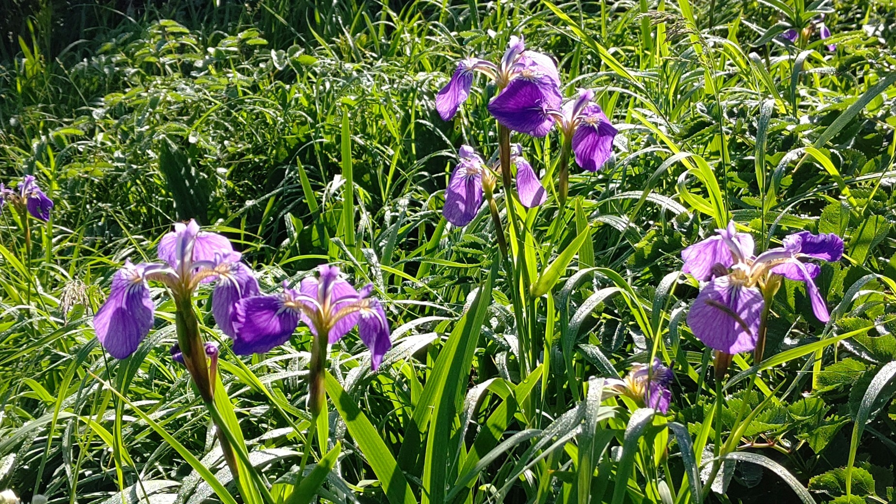 矢島口 祓川から新山へ ヨシノブさんの鳥海山 七高山 笙ヶ岳の活動日記 Yamap ヤマップ