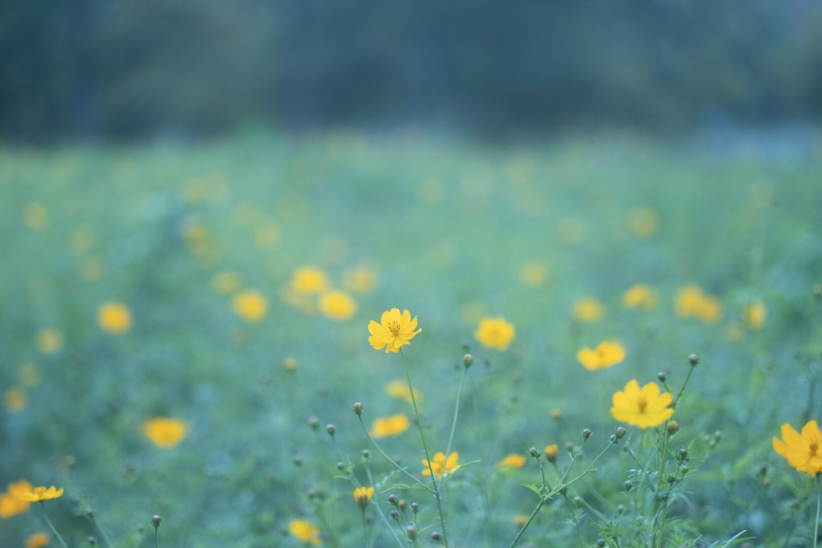 秋のエモいを求めて Okaさんの札幌市の活動日記 Yamap ヤマップ