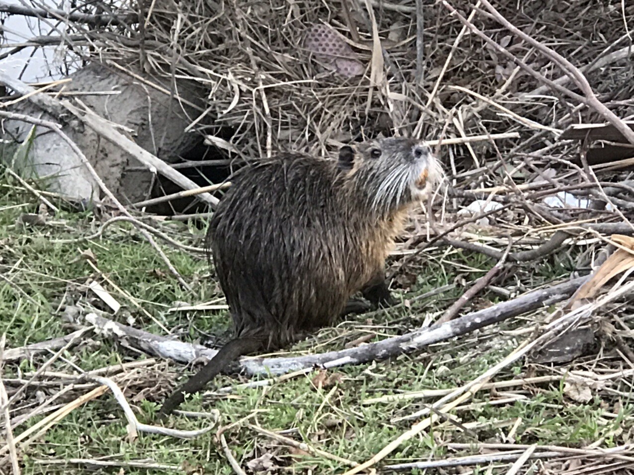 あなたはだぁれ 天白川 Harusan さんの名古屋市の活動日記 Yamap ヤマップ