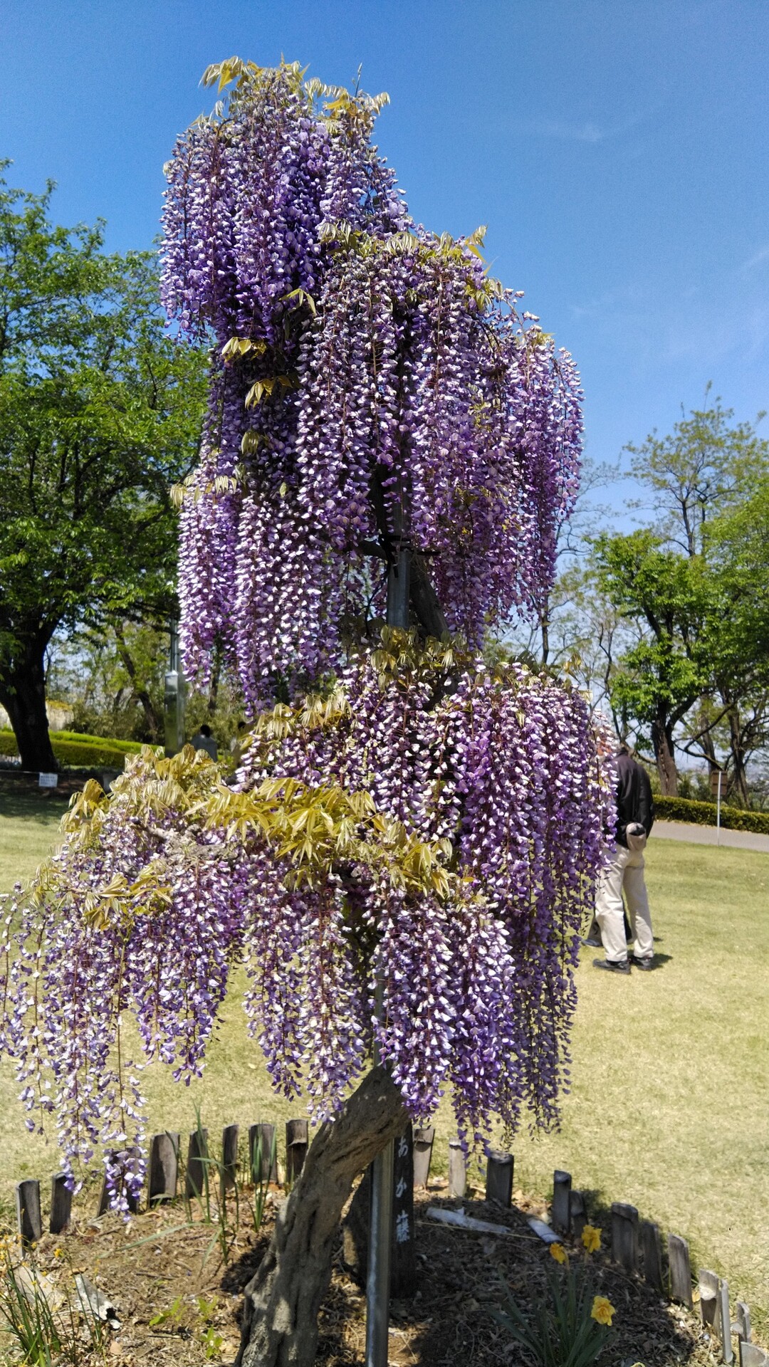 藤岡市のふじの咲く丘公園 藤の花 その他 Y Jjさんのモーメント Yamap ヤマップ