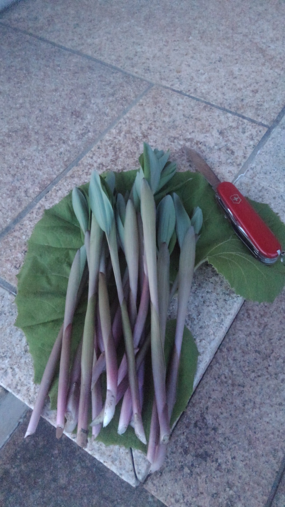 昨夕 仕事帰りに近場で山菜アマドコロを収 ヒューマンさんのモーメント Yamap ヤマップ