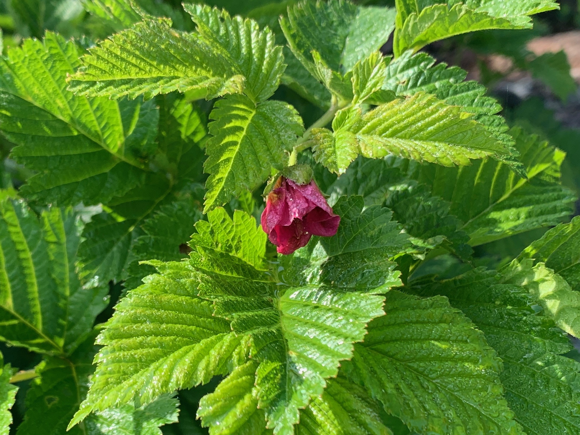 百花繚乱の鳥海山でひやひやエクストリーム書道 のんのんさんの鳥海山 七高山 笙ヶ岳の活動日記 Yamap ヤマップ