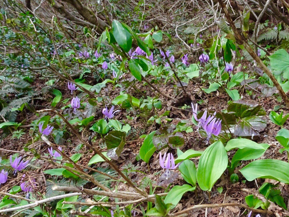 花が 山が 凄かった 佐渡島金北山 サコbaさんの佐渡島の活動データ Yamap ヤマップ