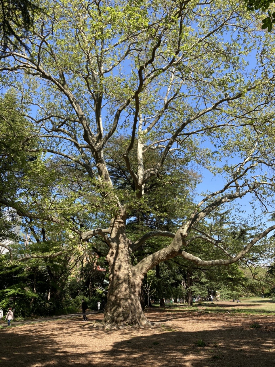 東京にラクウショウの森 貴龍 禁酒中 さんの東京都23区 北エリアの活動日記 Yamap ヤマップ