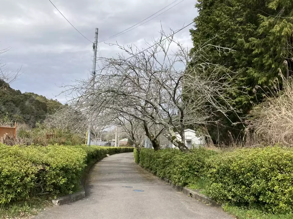 旧南海高野線廃線跡(通称:トトロ街道)を歩く+烏帽子形山 旧南海高野線廃線跡(通称:トトロ街道)を歩く+烏帽子形山