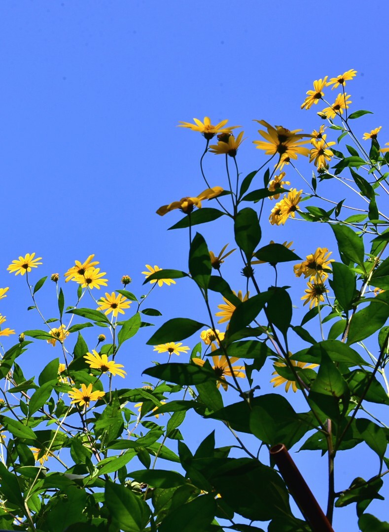 菊芋の花 21 9 25 畑の菊芋 Ootakahiko さんのモーメント Yamap ヤマップ