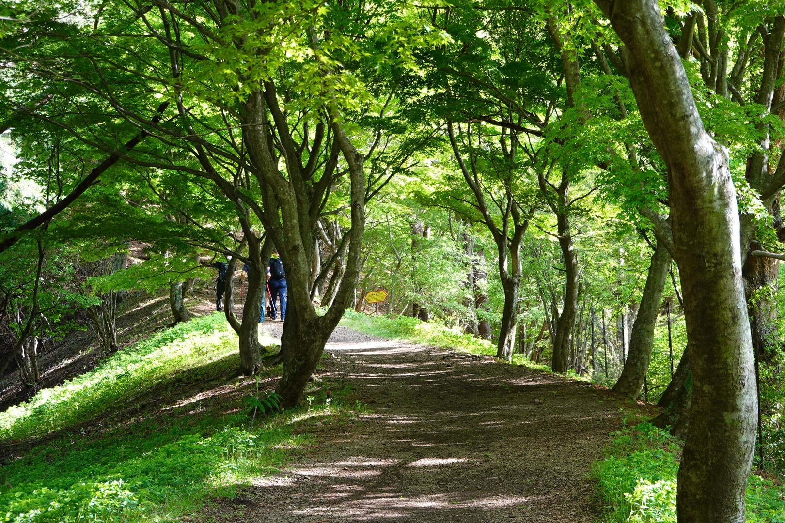 おじいちゃん おひさしぶりね ヒルヶ岳