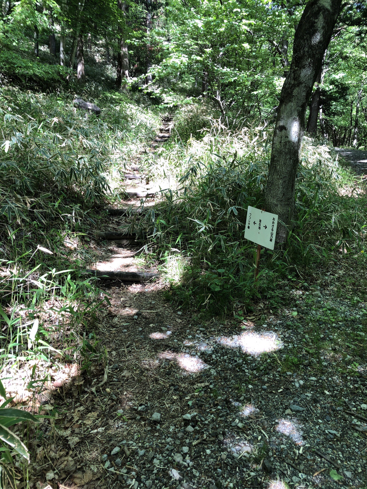 つつじが峰 長七郎山 小沼 茶の木畑峠周回 赤城山 19 05 26 よしぴーさんの赤城山 黒檜山 荒山の活動日記 Yamap ヤマップ