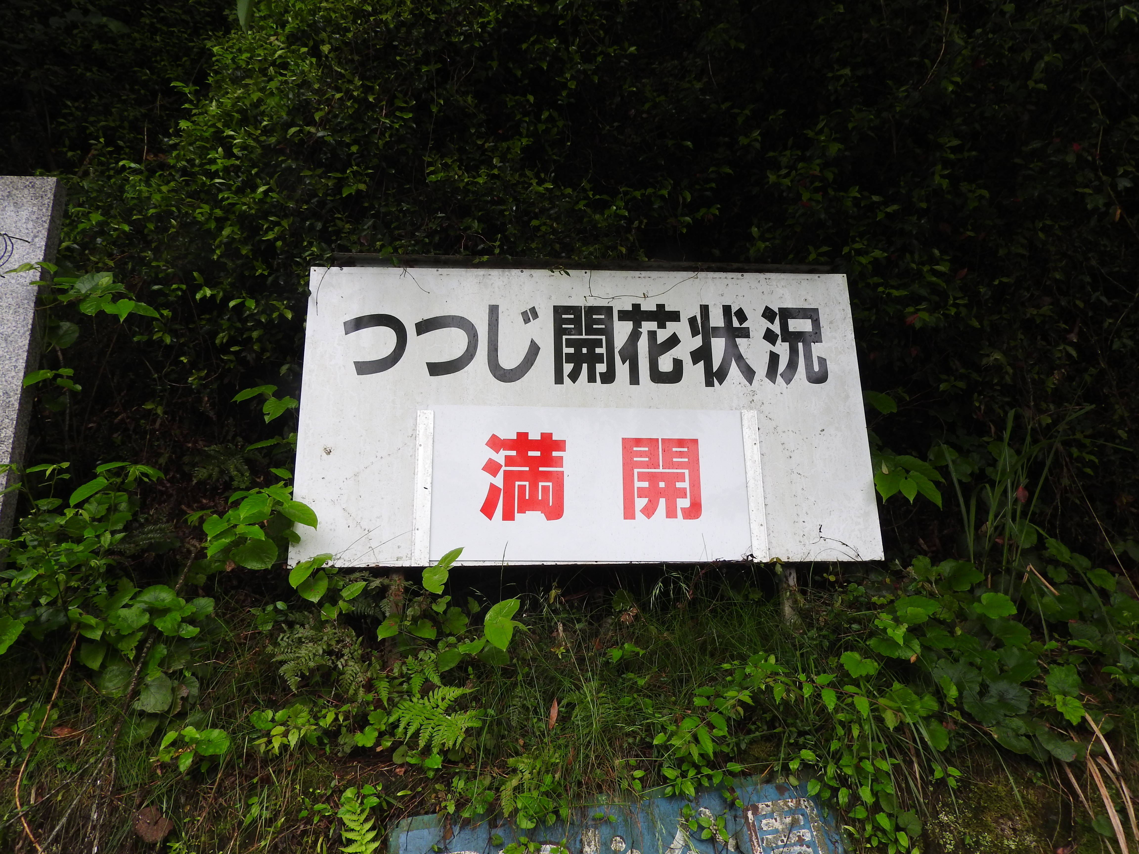 21 5 19高越山と船窪つつじ公園のオンツツジ Turugi1955さんの高越山の活動データ Yamap ヤマップ
