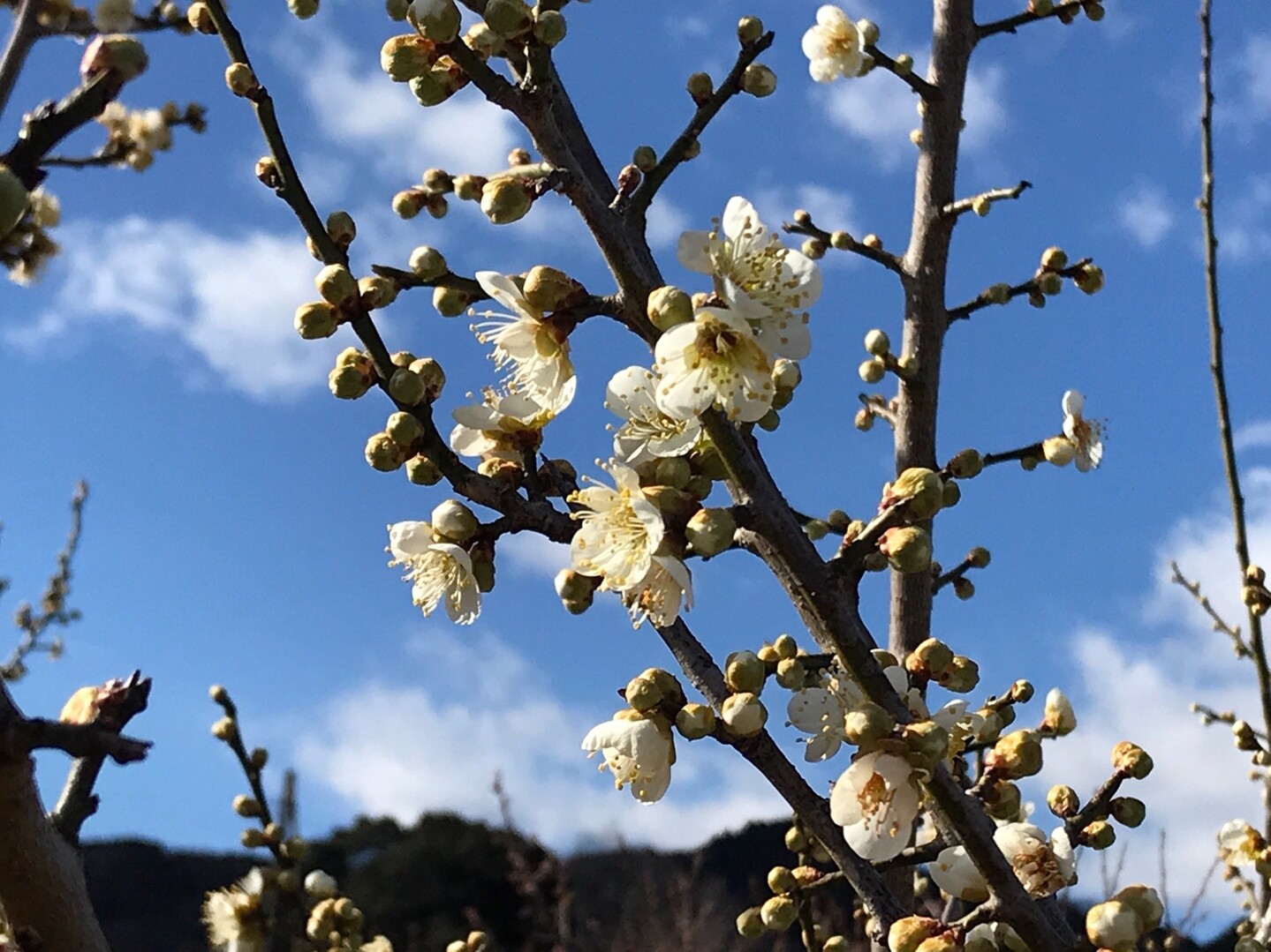 寝過ごして大高取山へ ヨコタンさんの大高取山の活動日記 Yamap ヤマップ