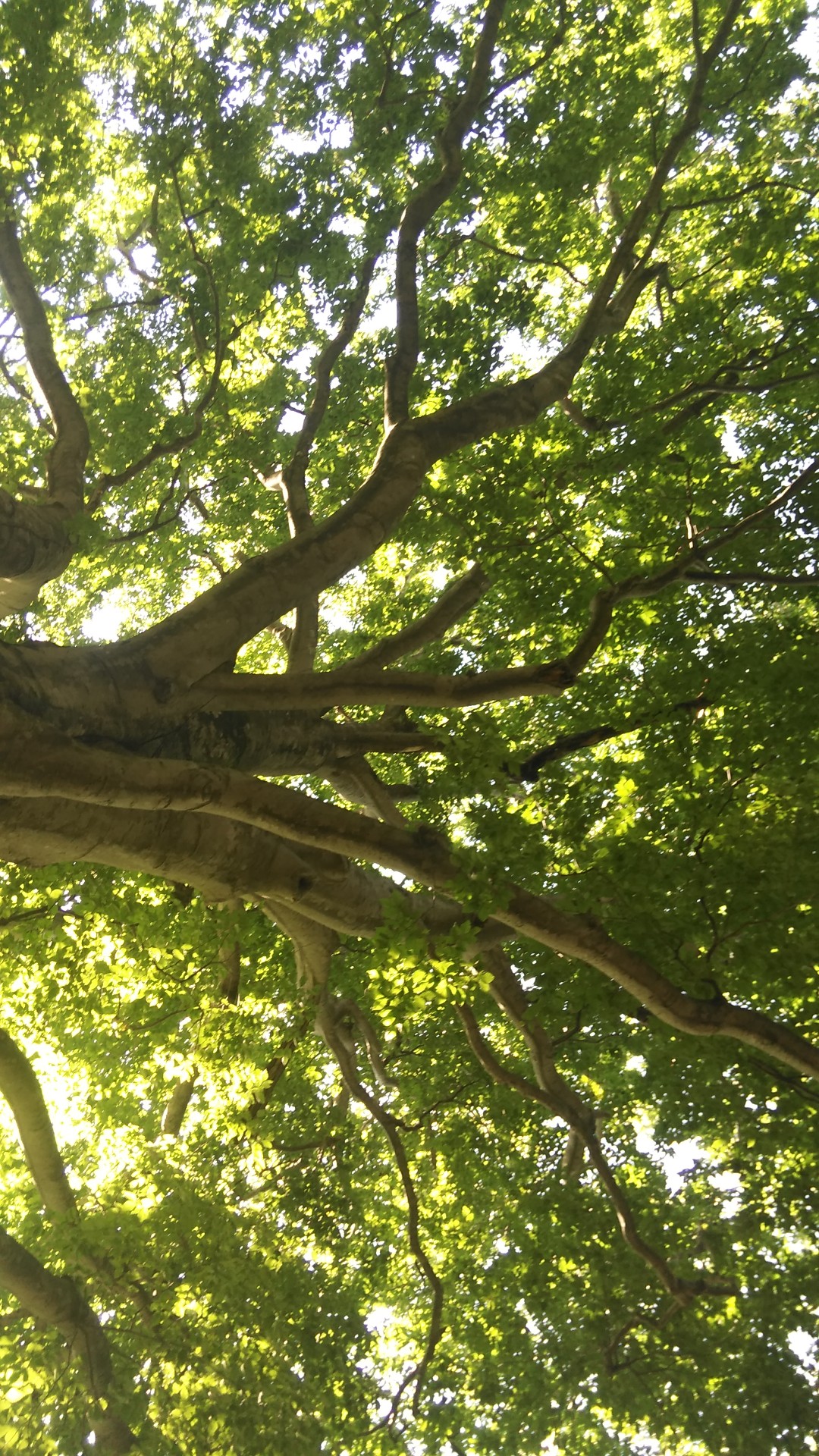 キムチ良かった八十里 ブルカノさんの八十里越の活動日記 Yamap ヤマップ