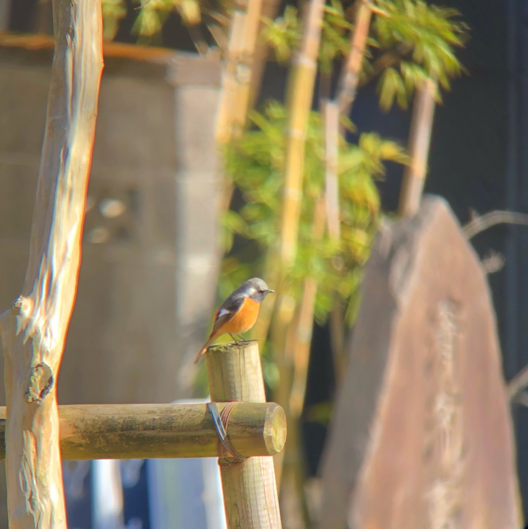 日本野鳥の会 高尾山探鳥会 02 23 わっき さんの高尾山 陣馬山 景信山の活動データ Yamap ヤマップ