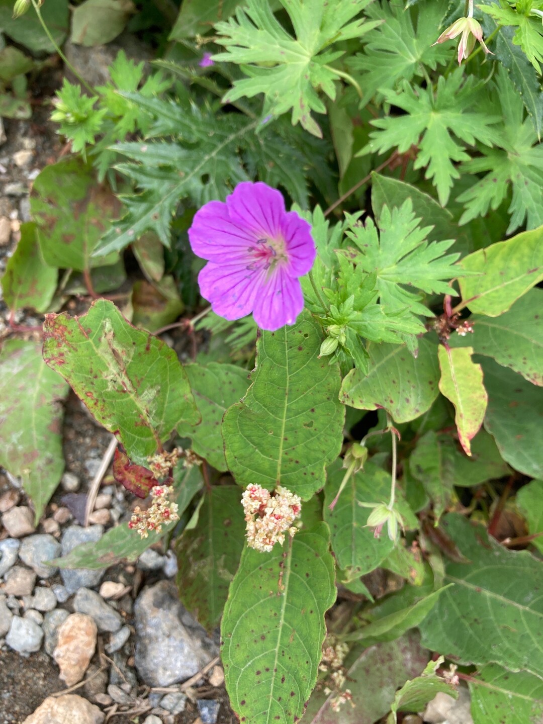 谷川岳 トマの耳 オキノ耳 谷川岳 七ツ小屋山 大源太山の写真36枚目 アケボノフウロかな Yamap ヤマップ
