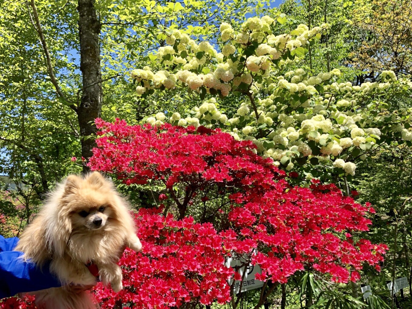 軽井沢町植物園で花散策 Al アル さんの浅間山 黒斑山 篭ノ登山の活動データ Yamap ヤマップ
