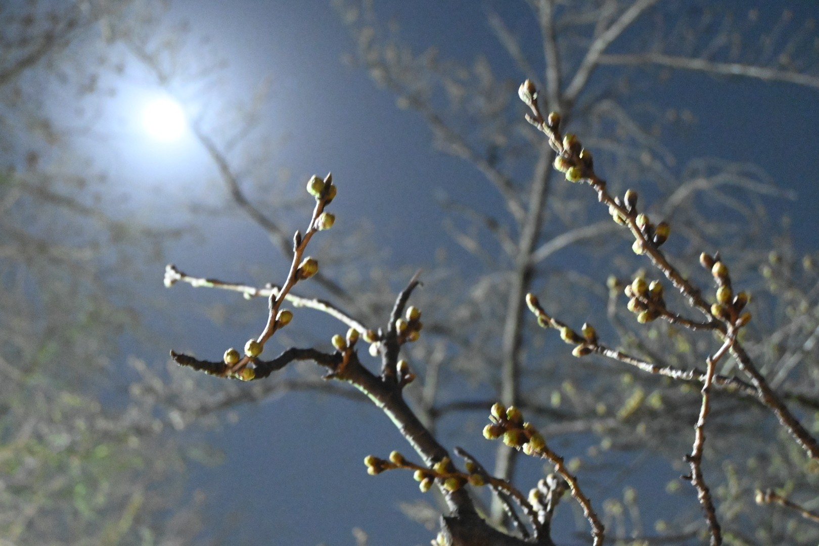 井の頭公園夜散歩 何となく写真撮りたく Gt2 0さんのモーメント Yamap ヤマップ