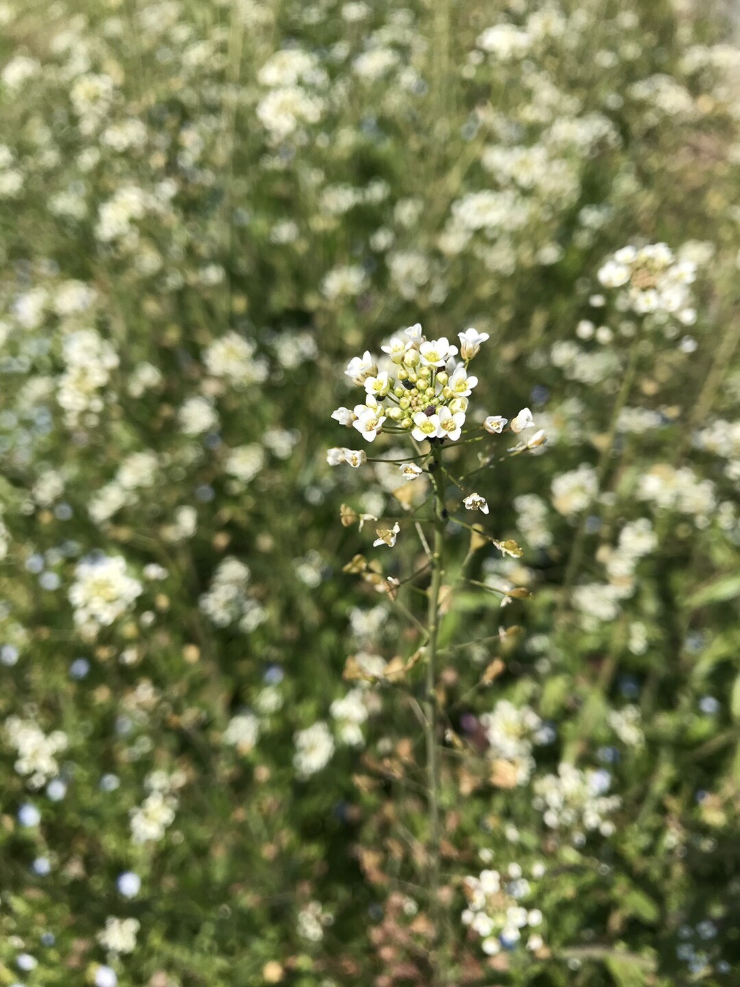 春の花を探して緑ヶ丘 東高根へ ずおずおむさんの国分寺市の活動日記 Yamap ヤマップ