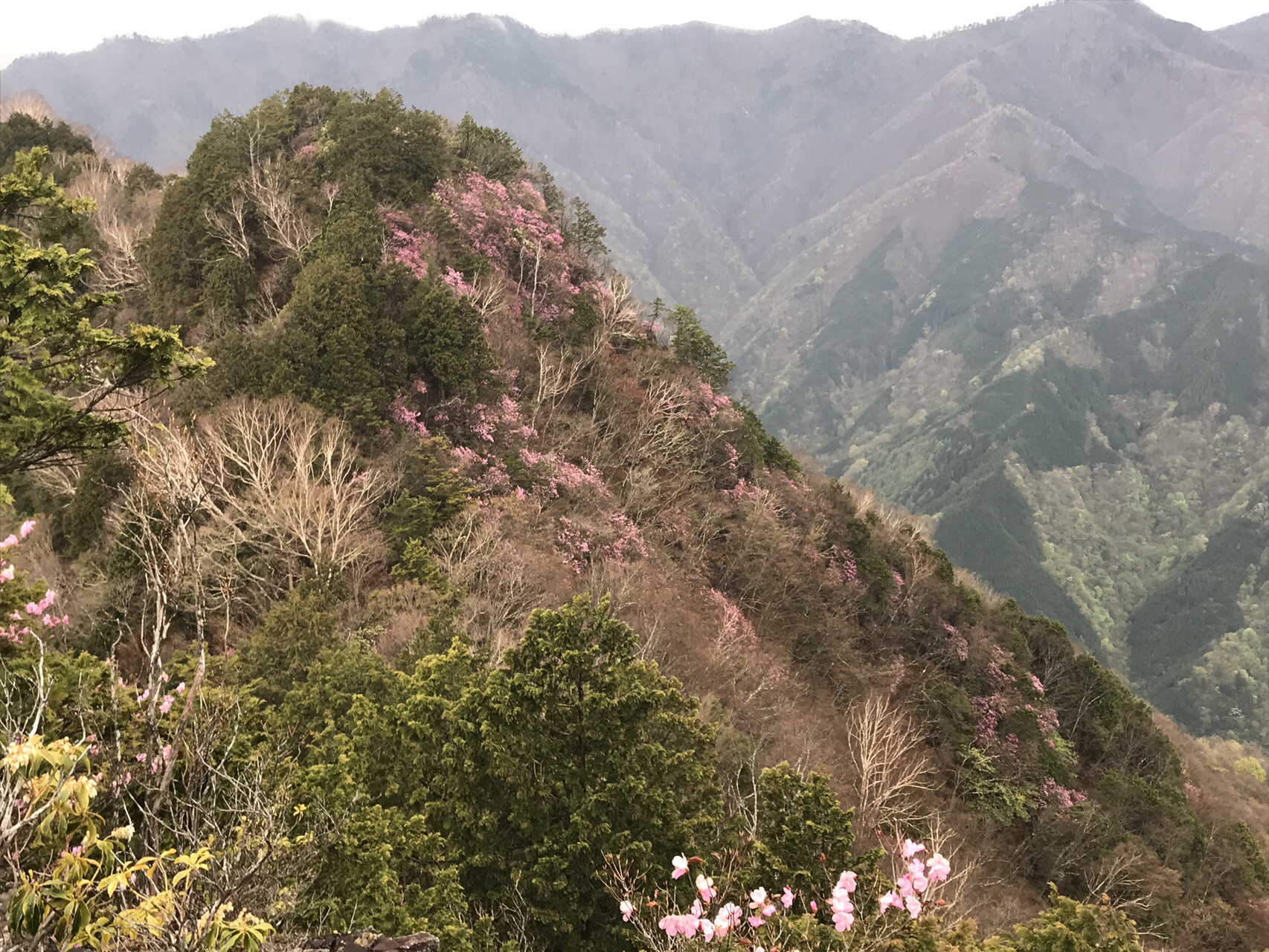 将監から雲取山 長沢背稜からアカヤシオの熊倉山へ ウツボーさんの和名倉山 笠取山 東仙波の活動データ Yamap ヤマップ