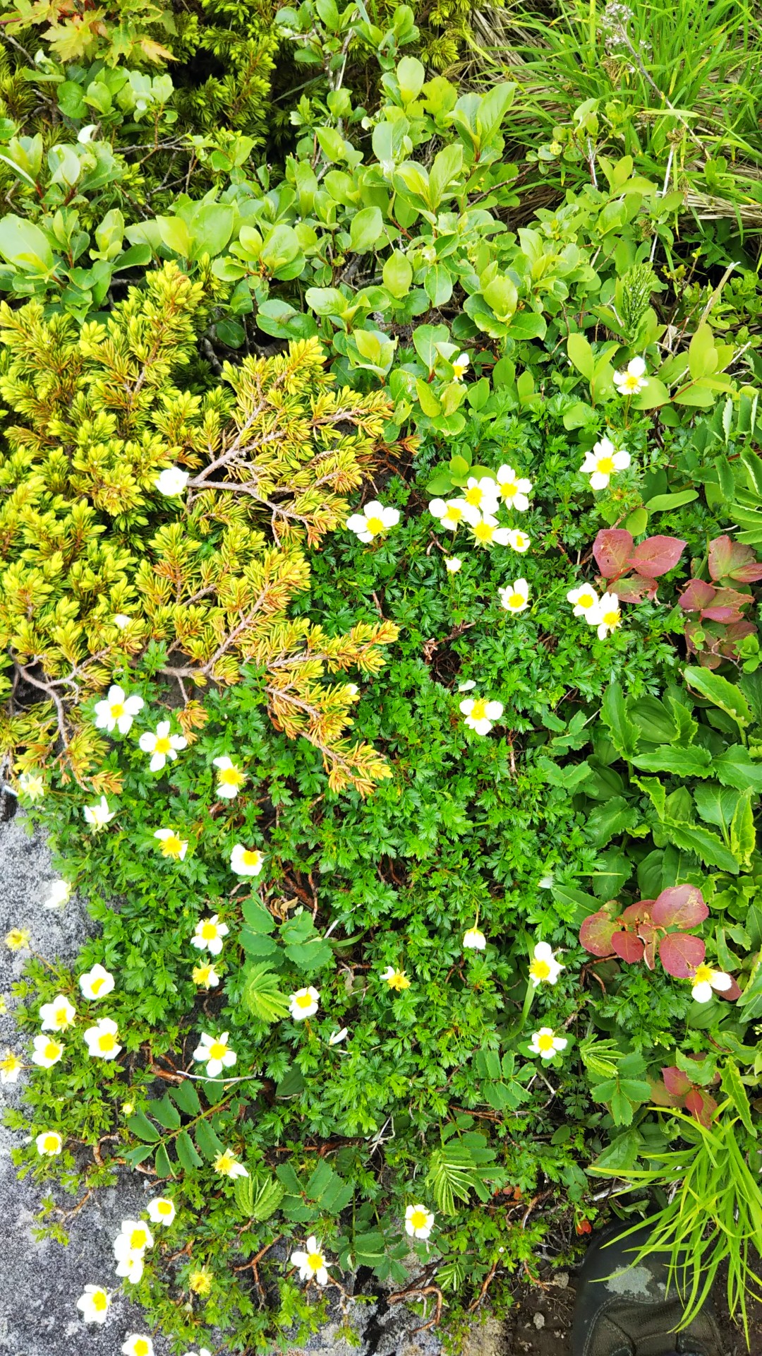 My Mother Mountain 焼石岳登山 ツブ沼コース 21 06 18 ヒカさんの焼石岳 兎森山 鷲ヶ森山の活動日記 Yamap ヤマップ