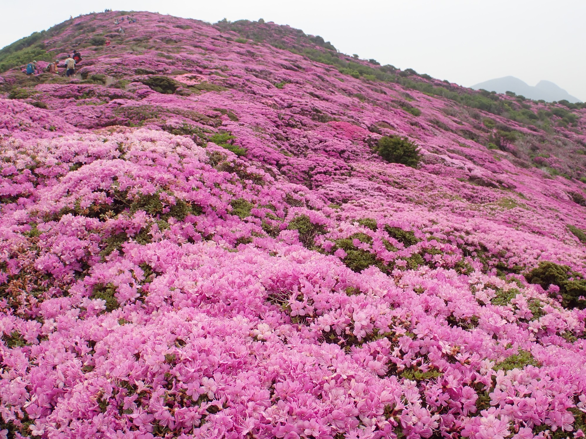 平治岳ミヤマキリシマ 06 06 Jun さんの九重山 久住山 大船山 星生山の活動データ Yamap ヤマップ