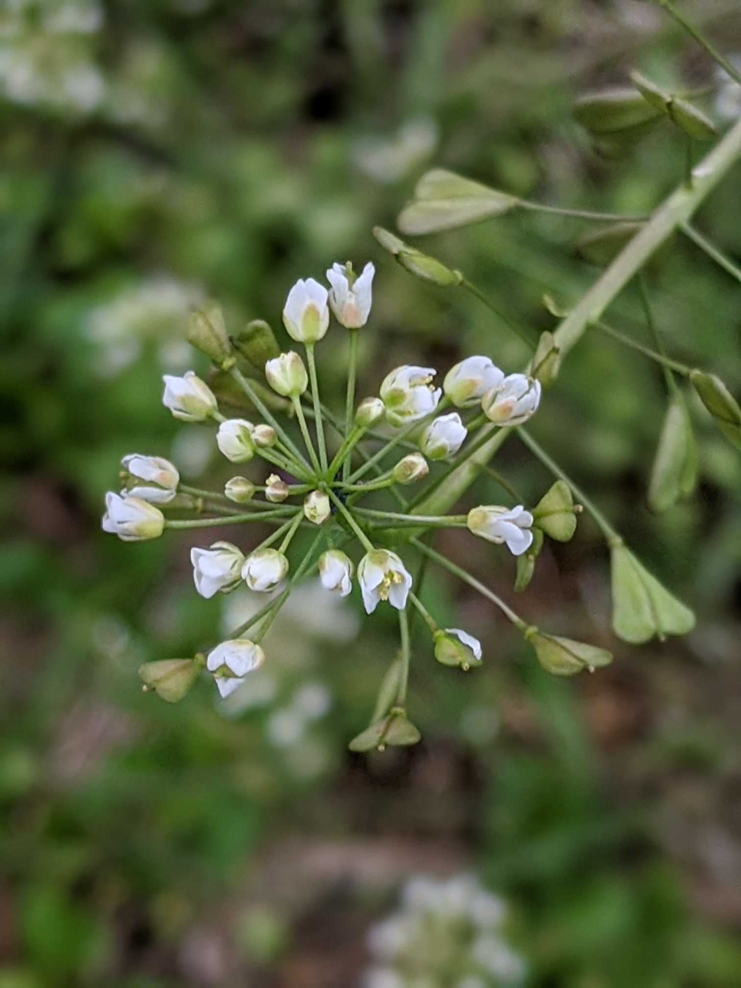 基山 土塁巡り 19 12 21 Gyuさんの天拝山 基山の活動日記 Yamap ヤマップ