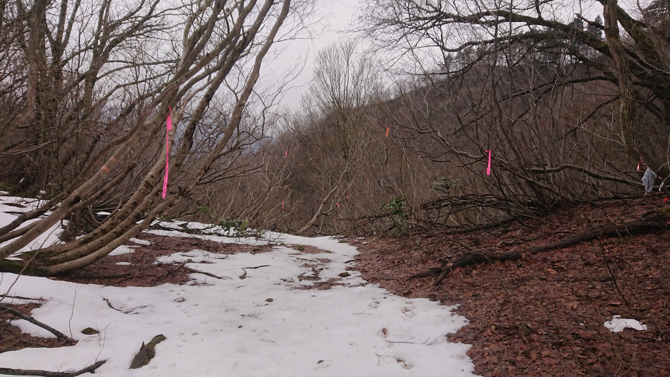 木六山・銀次郎山 水無平の分岐
よく見ると10個のテープ
ありがたいことはあるけどはっきり言ってゴミみたいです
誰だ、こんなにつけたひと❗