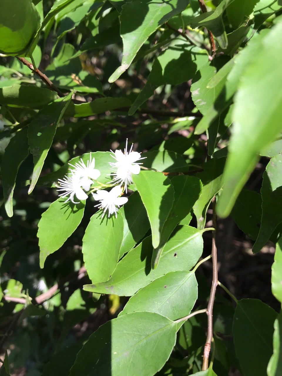 金敷城山 金立山 Marimariさんの金立山 金敷城山の活動日記 Yamap ヤマップ