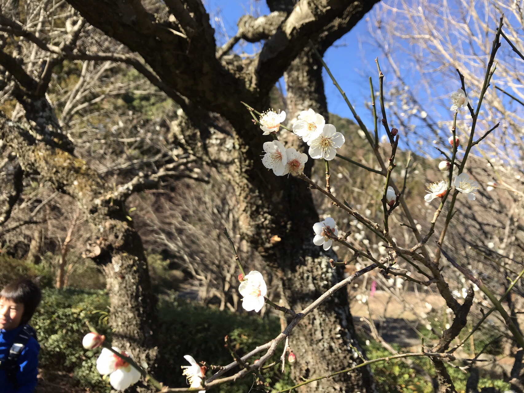 子連れハイキング 湯河原 幕山 Ryoさんの小田原市の活動データ Yamap ヤマップ
