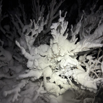 サンゴみたい🪸