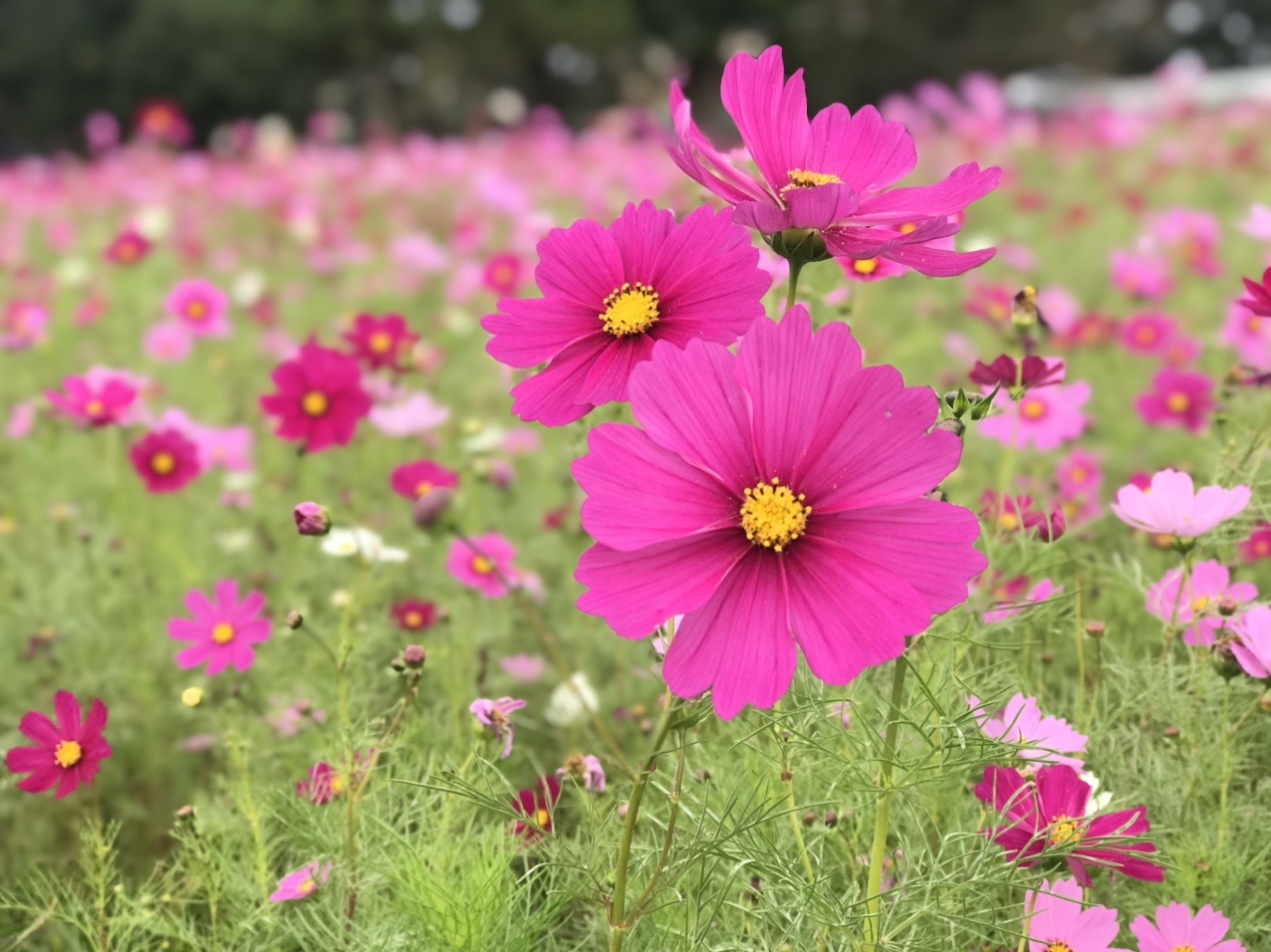 550万本が咲き誇る武庫川コスモス園へ 兵庫県尼崎市 21 10 24 かおりんさんの六甲山 長峰山 摩耶山の活動データ Yamap ヤマップ