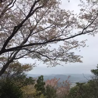勝山山頂の桜🌸