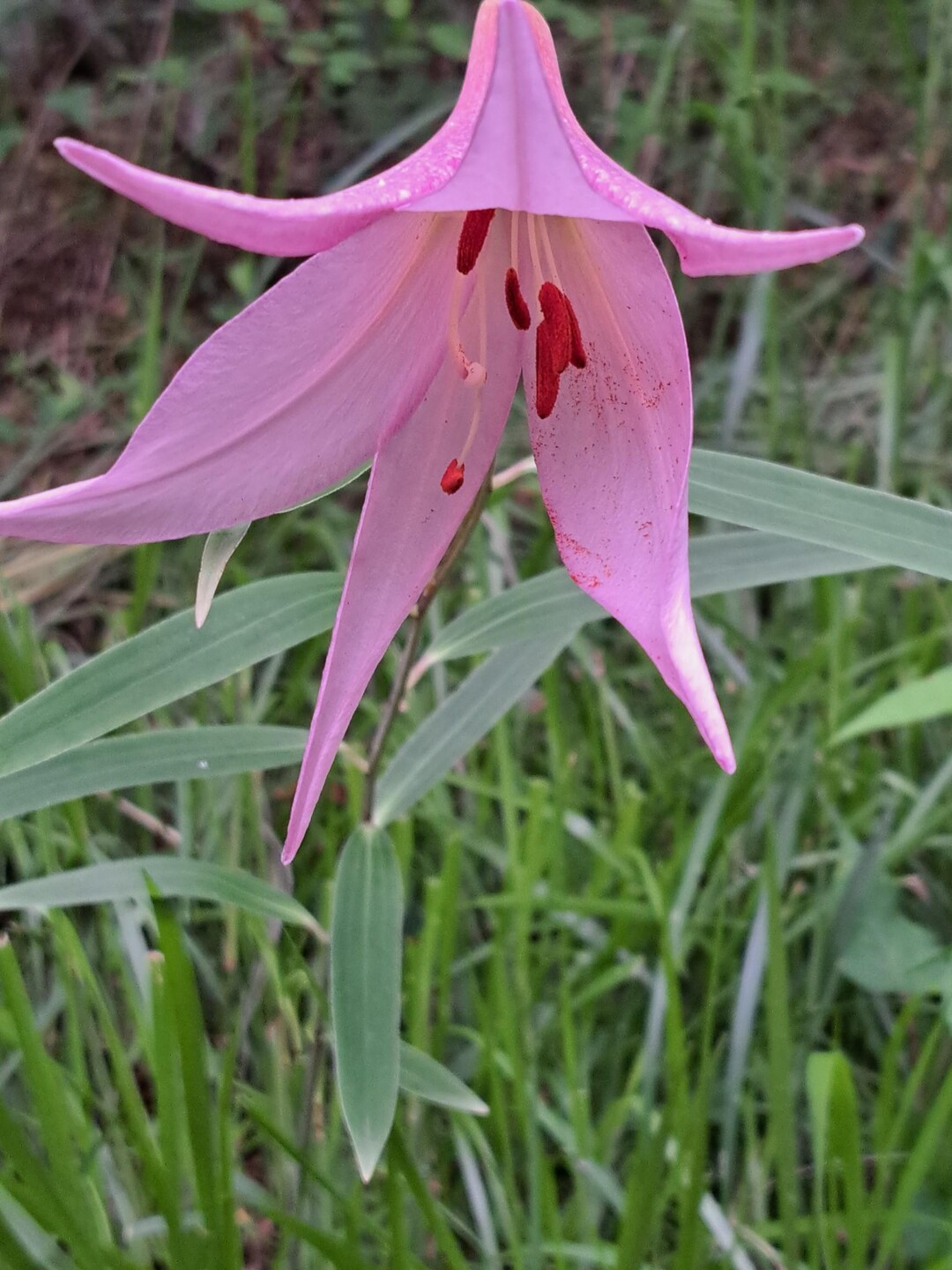 2023-06-10-greenbook-yamap