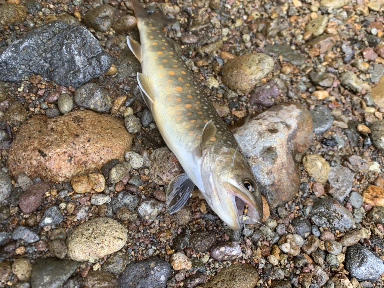 テンカラで渓流釣り ス ミンさんの鷲ヶ岳の活動データ Yamap ヤマップ