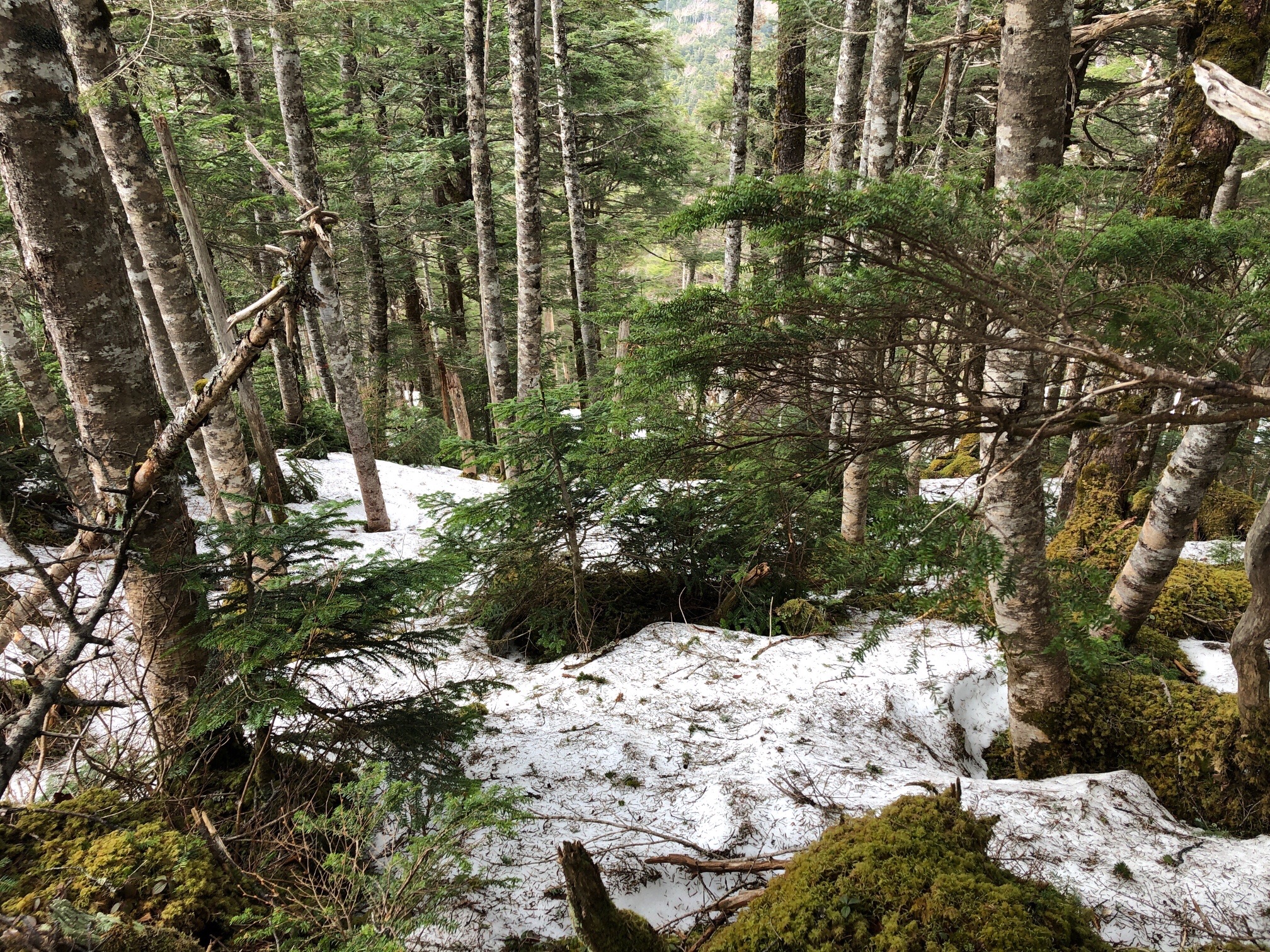 丸山からの下り、雪に足を取られる。慎重に。 アイゼン持っていてよかった