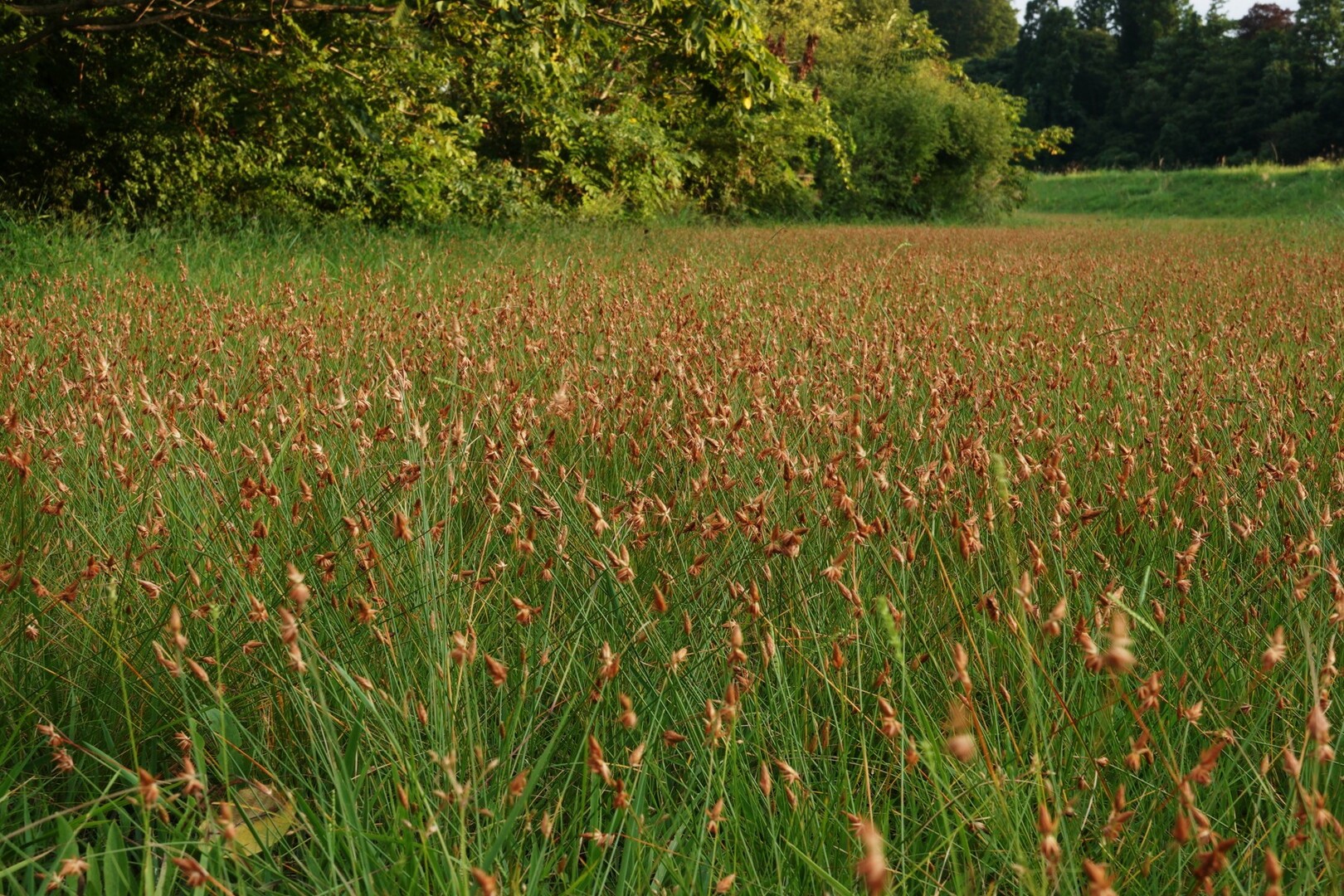 四季折々に野花の咲く近所の河川敷が 今 ヲサーンさんのモーメント Yamap ヤマップ