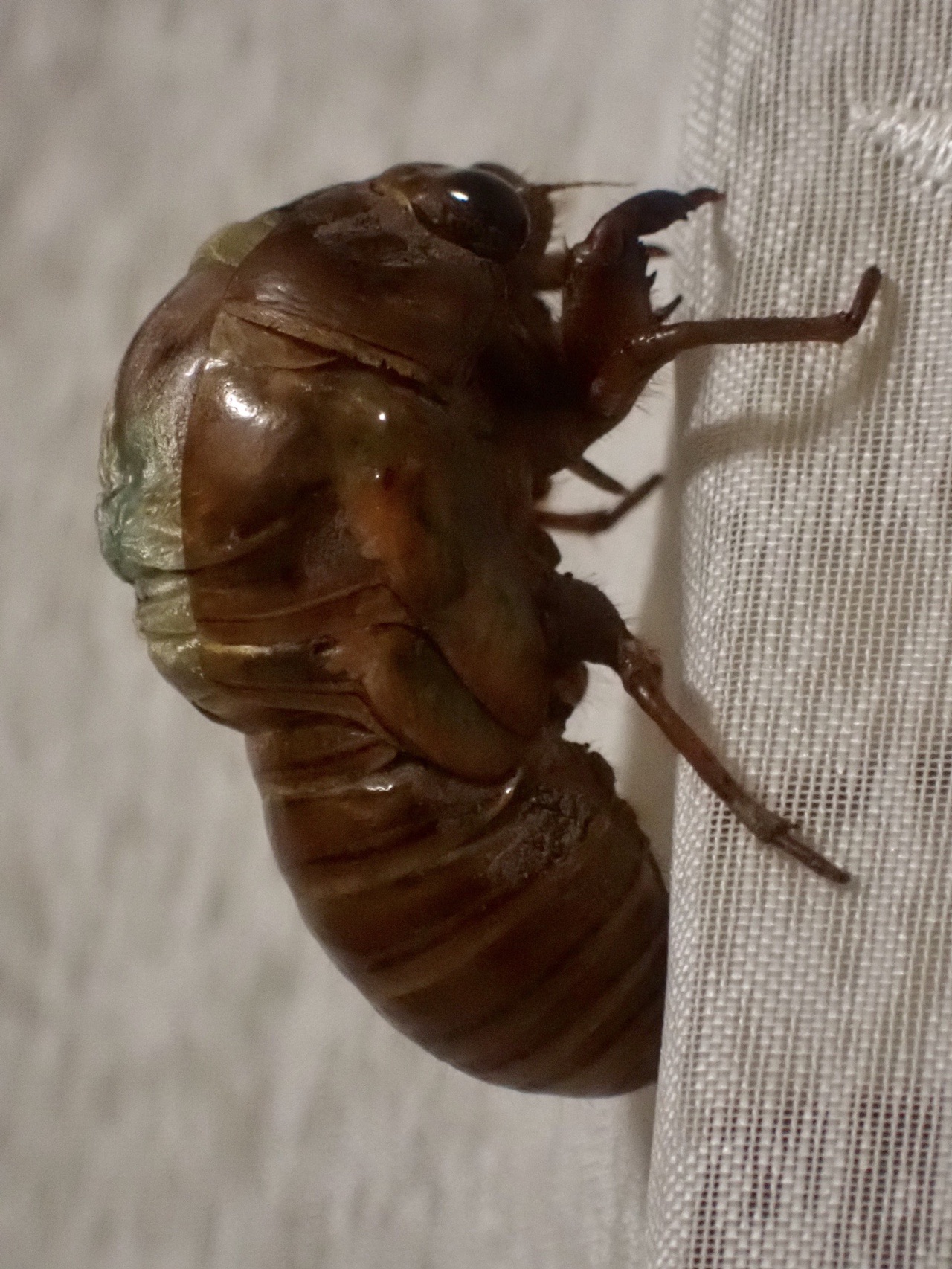 爆売りセール開催中 蝉の抜け殻 おまけ付き 写真でご確認ください Www Anavara Com