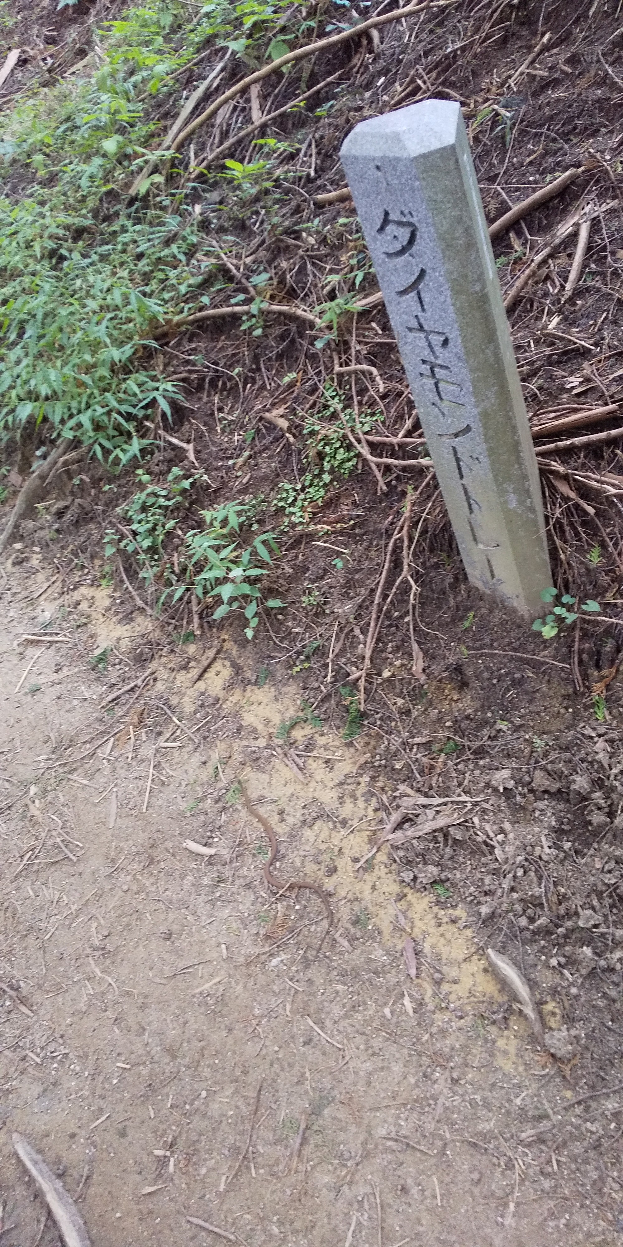 Training Machaさんの金剛山 二上山 大和葛城山の活動日記 Yamap ヤマップ