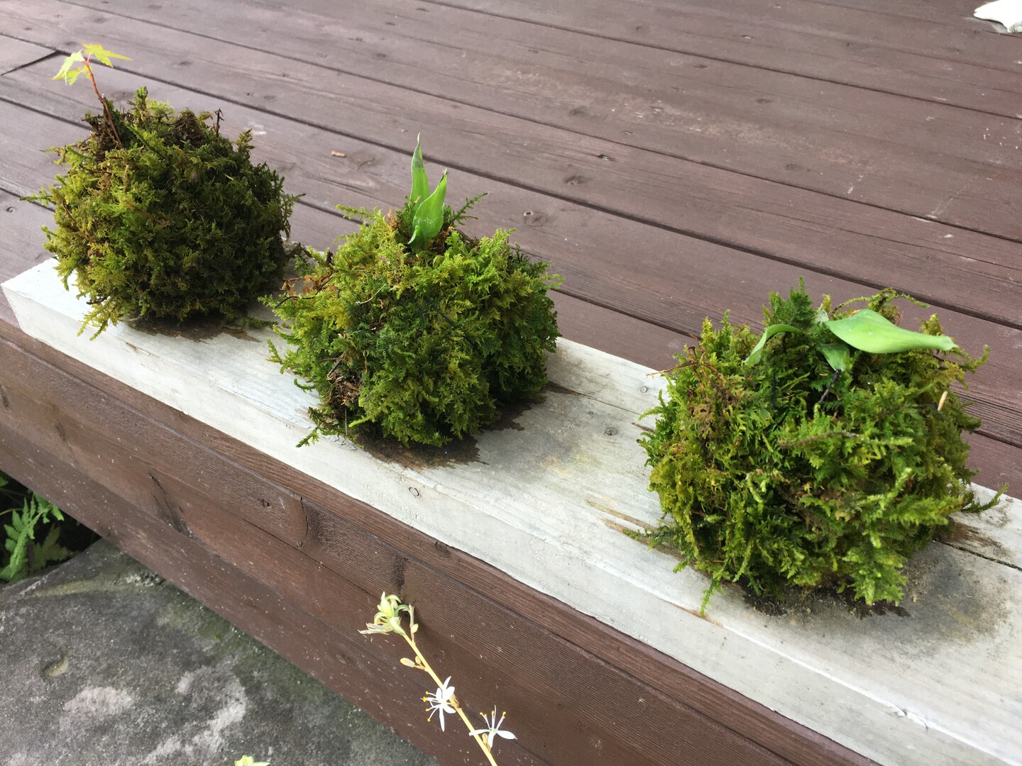 梅雨入り前の簡単登山 / 海彦山彦さんの石峰山(北九州市)・高 ...