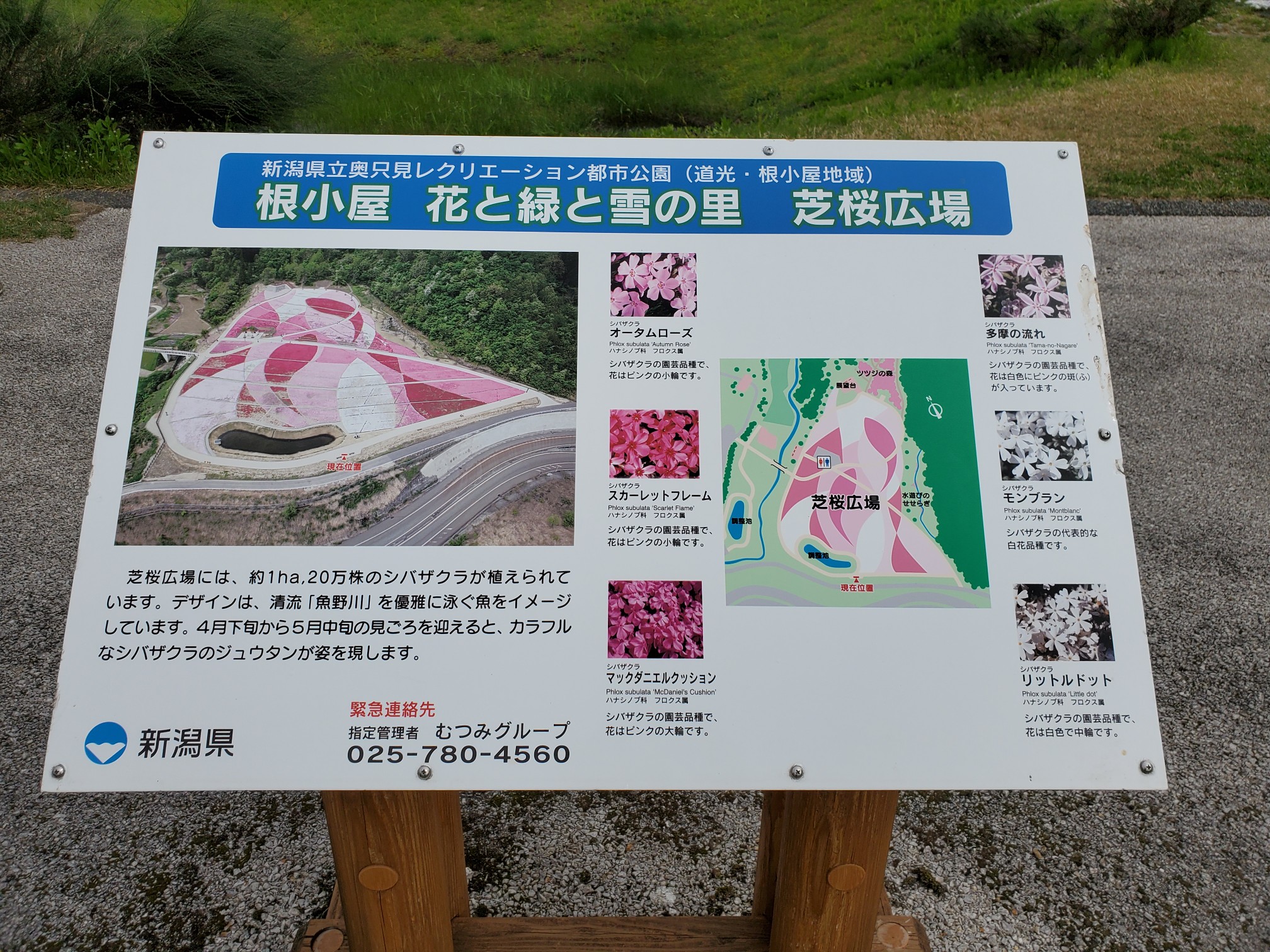 魚沼芝桜まつり 花と緑と雪の里公園 に行 こんじいさんのモーメント Yamap ヤマップ