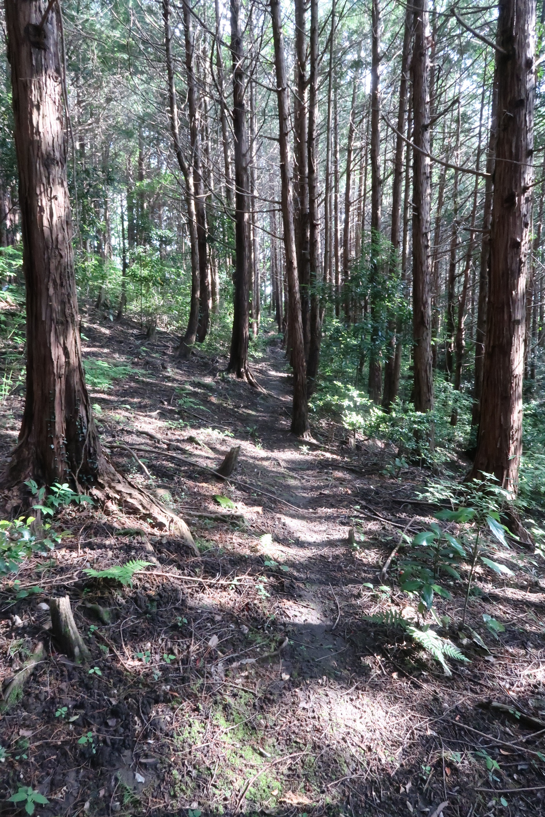 登山禁止の最終日 あかねのチチさんの筑波山の活動日記 Yamap ヤマップ